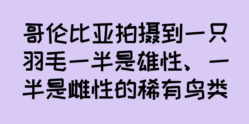 哥伦比亚拍摄到一只羽毛一半是雄性、一半是雌性的稀有鸟类