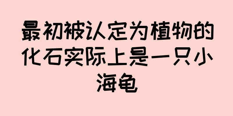 最初被认定为植物的化石实际上是一只小海龟