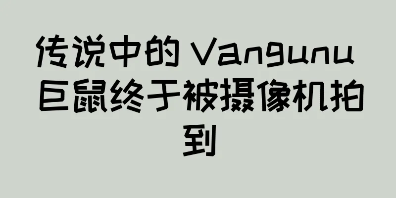传说中的 Vangunu 巨鼠终于被摄像机拍到