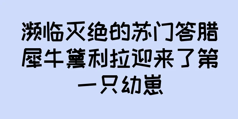 濒临灭绝的苏门答腊犀牛黛利拉迎来了第一只幼崽