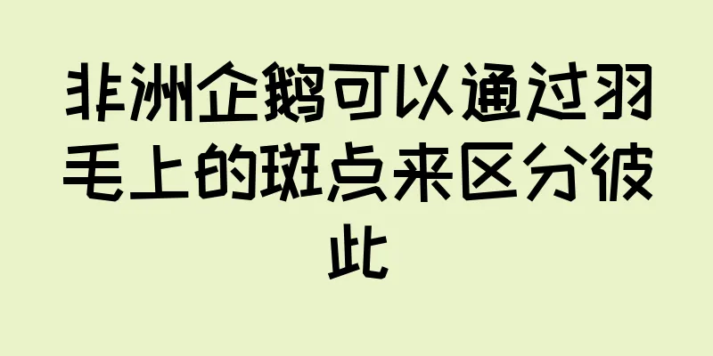 非洲企鹅可以通过羽毛上的斑点来区分彼此