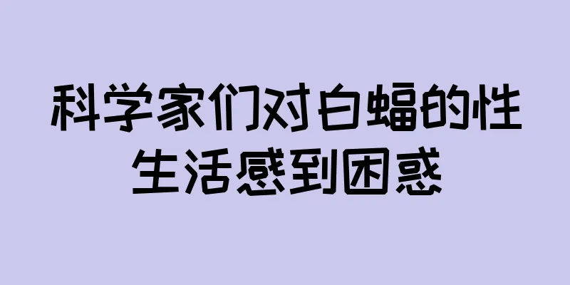 科学家们对白蝠的性生活感到困惑