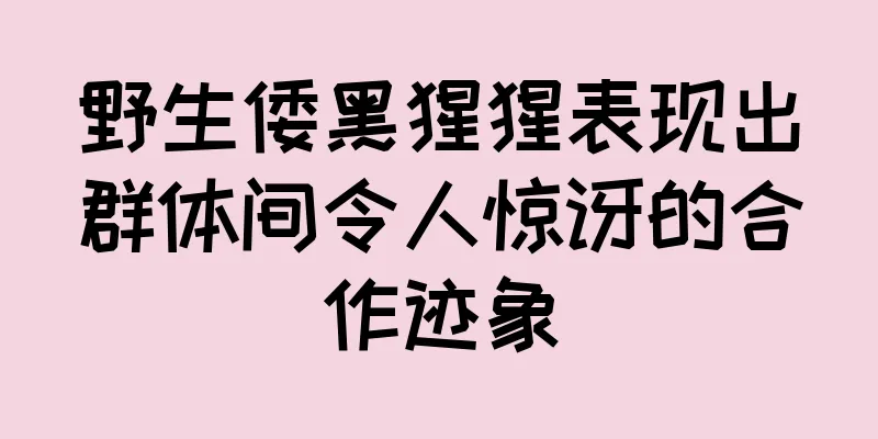 野生倭黑猩猩表现出群体间令人惊讶的合作迹象