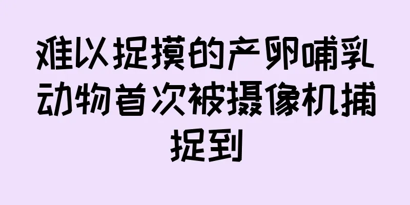 难以捉摸的产卵哺乳动物首次被摄像机捕捉到