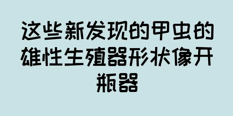 这些新发现的甲虫的雄性生殖器形状像开瓶器