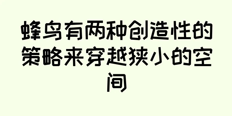 蜂鸟有两种创造性的策略来穿越狭小的空间