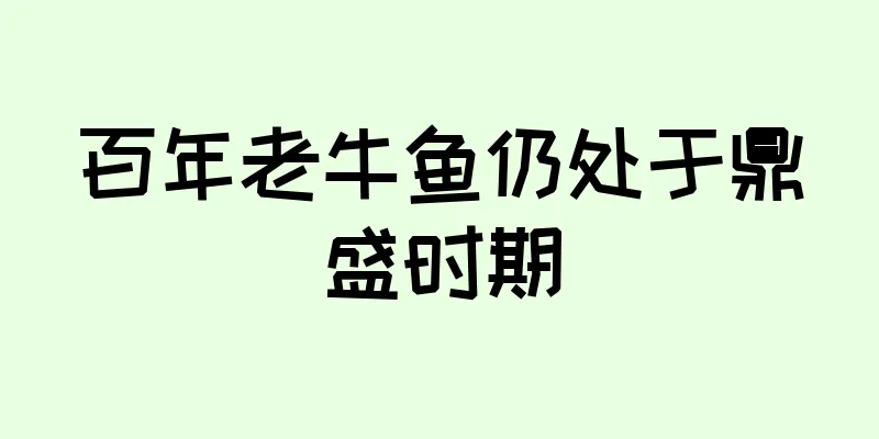 百年老牛鱼仍处于鼎盛时期