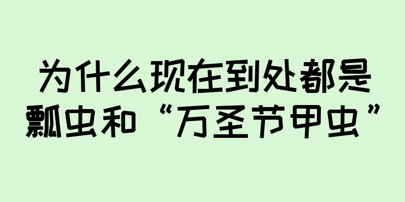 为什么现在到处都是瓢虫和“万圣节甲虫”