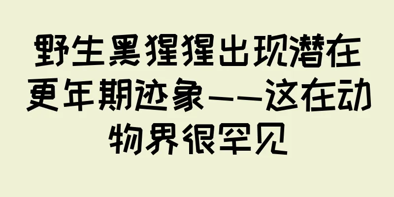 野生黑猩猩出现潜在更年期迹象——这在动物界很罕见