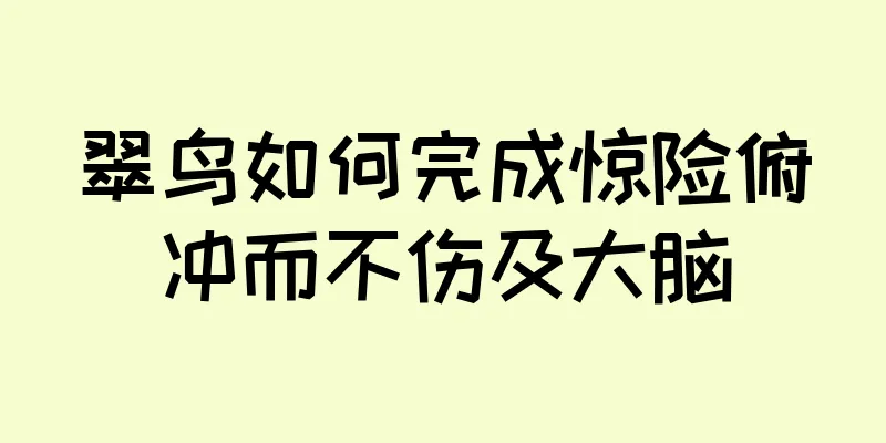 翠鸟如何完成惊险俯冲而不伤及大脑