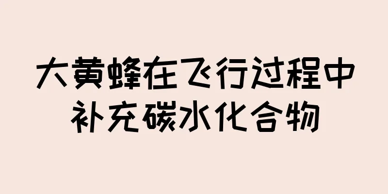大黄蜂在飞行过程中补充碳水化合物