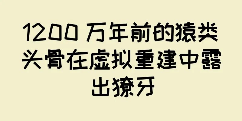 1200 万年前的猿类头骨在虚拟重建中露出獠牙