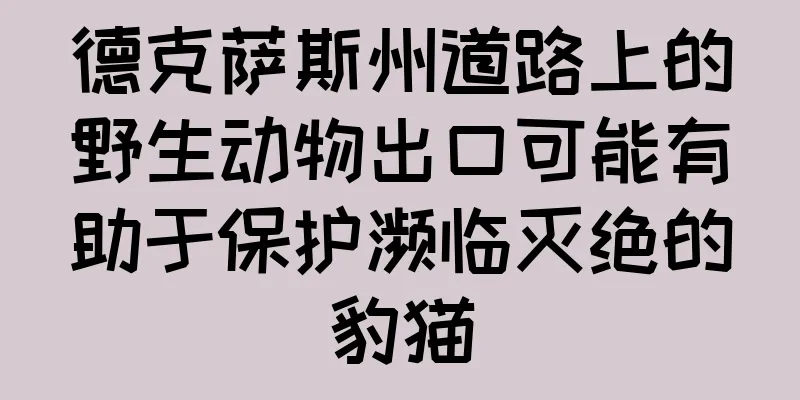 德克萨斯州道路上的野生动物出口可能有助于保护濒临灭绝的豹猫