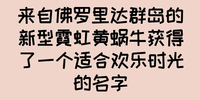 来自佛罗里达群岛的新型霓虹黄蜗牛获得了一个适合欢乐时光的名字