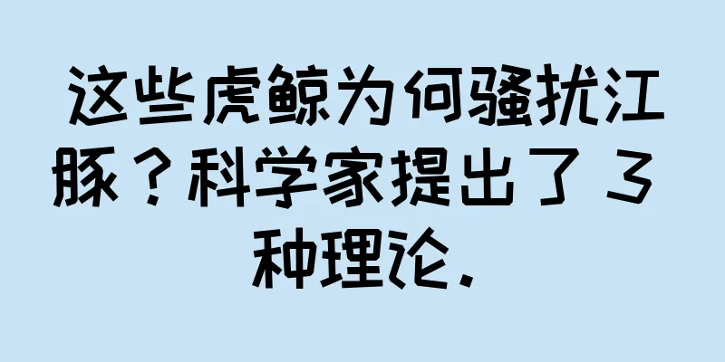 这些虎鲸为何骚扰江豚？科学家提出了 3 种理论。