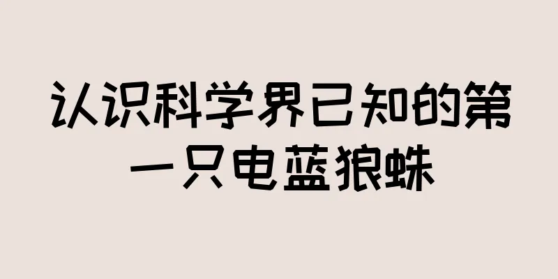 认识科学界已知的第一只电蓝狼蛛