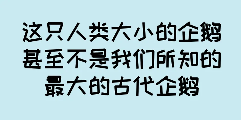 这只人类大小的企鹅甚至不是我们所知的最大的古代企鹅