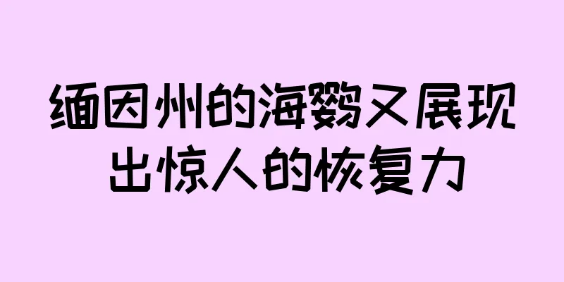 缅因州的海鹦又展现出惊人的恢复力
