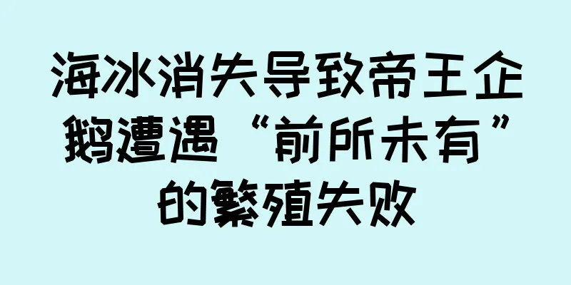 海冰消失导致帝王企鹅遭遇“前所未有”的繁殖失败