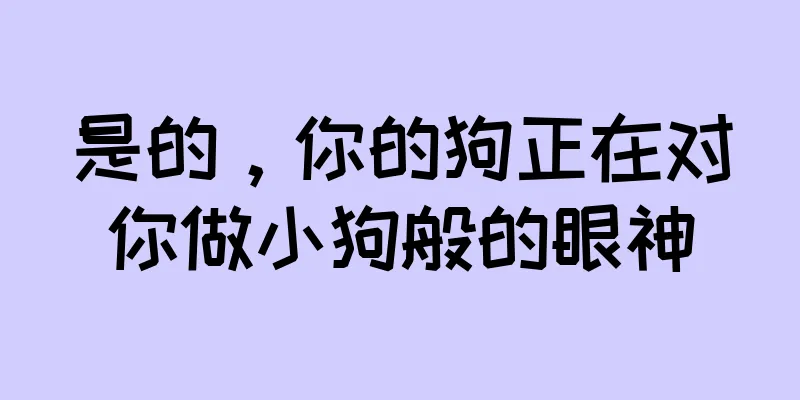 是的，你的狗正在对你做小狗般的眼神