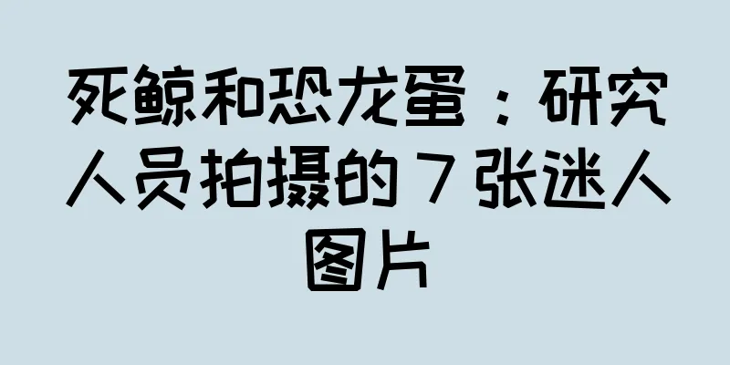 死鲸和恐龙蛋：研究人员拍摄的 7 张迷人图片