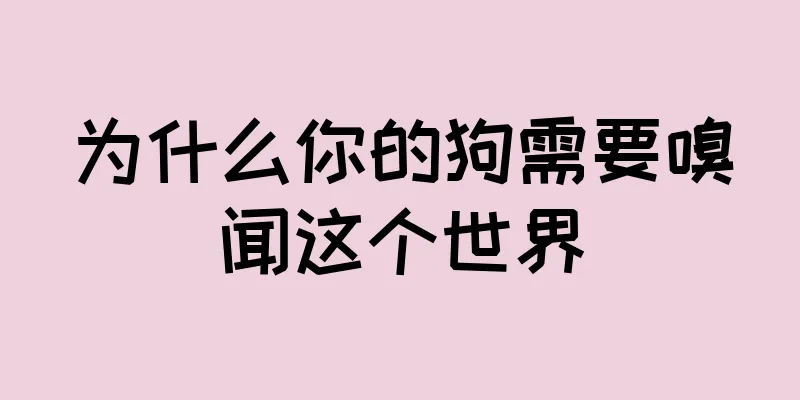 为什么你的狗需要嗅闻这个世界