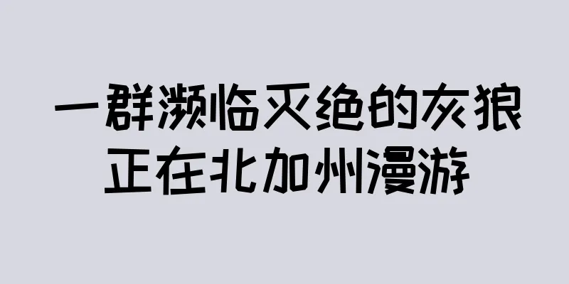 一群濒临灭绝的灰狼正在北加州漫游