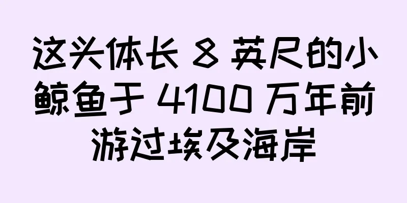 这头体长 8 英尺的小鲸鱼于 4100 万年前游过埃及海岸
