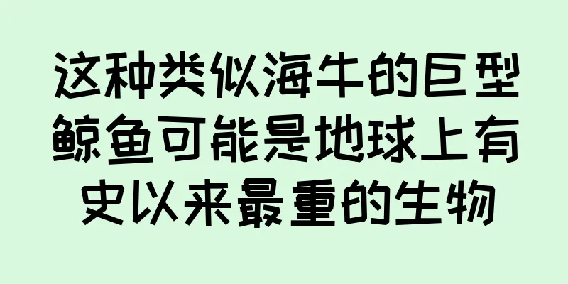 这种类似海牛的巨型鲸鱼可能是地球上有史以来最重的生物