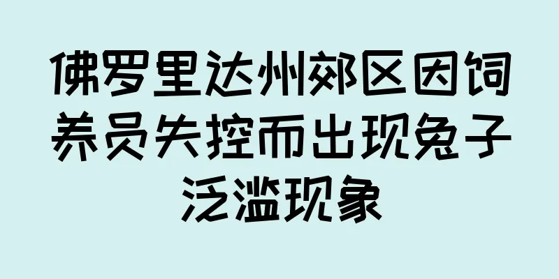 佛罗里达州郊区因饲养员失控而出现兔子泛滥现象