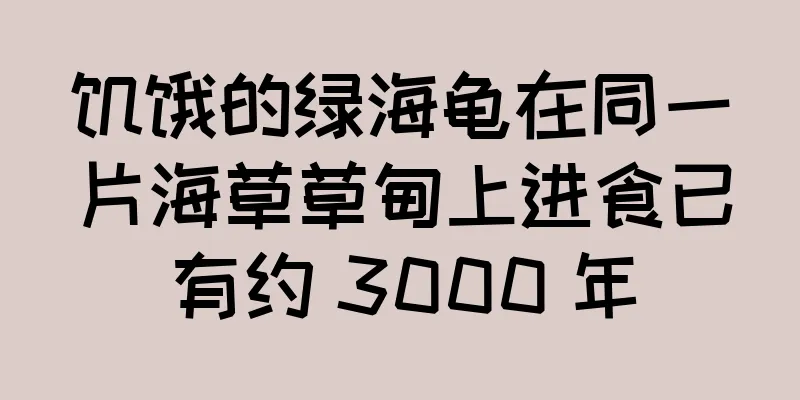 饥饿的绿海龟在同一片海草草甸上进食已有约 3000 年