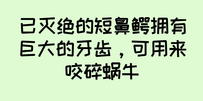 已灭绝的短鼻鳄拥有巨大的牙齿，可用来咬碎蜗牛