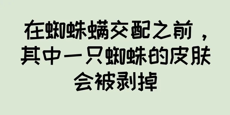在蜘蛛螨交配之前，其中一只蜘蛛的皮肤会被剥掉