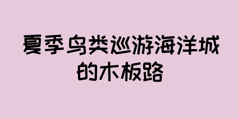 夏季鸟类巡游海洋城的木板路