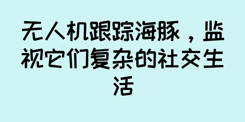 无人机跟踪海豚，监视它们复杂的社交生活