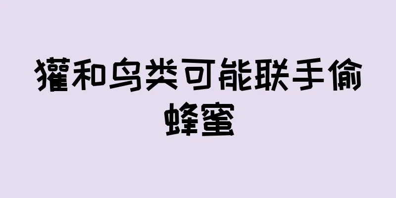 獾和鸟类可能联手偷蜂蜜