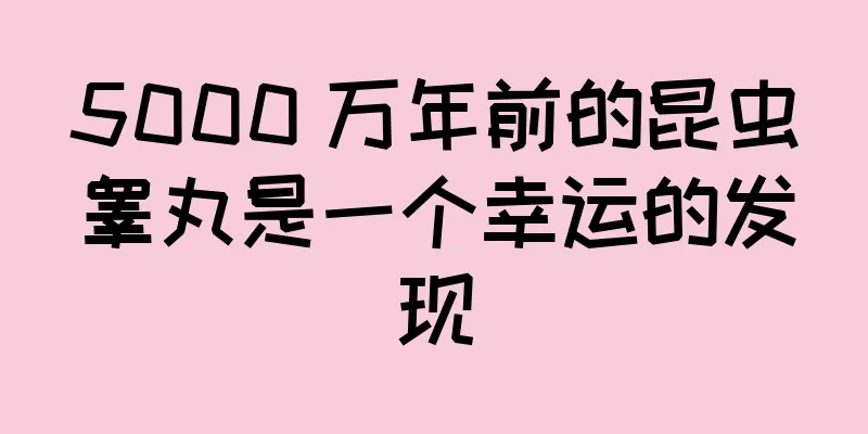 5000 万年前的昆虫睾丸是一个幸运的发现