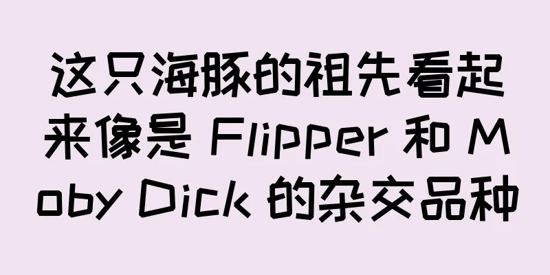 这只海豚的祖先看起来像是 Flipper 和 Moby Dick 的杂交品种