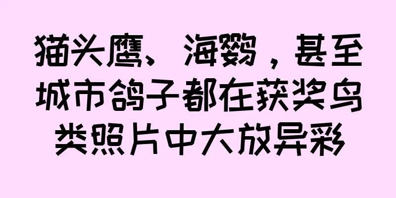 猫头鹰、海鹦，甚至城市鸽子都在获奖鸟类照片中大放异彩