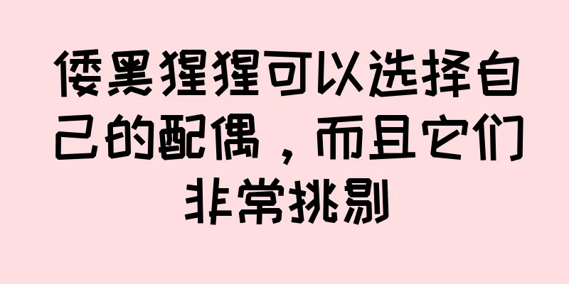 倭黑猩猩可以选择自己的配偶，而且它们非常挑剔