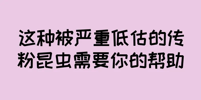 这种被严重低估的传粉昆虫需要你的帮助