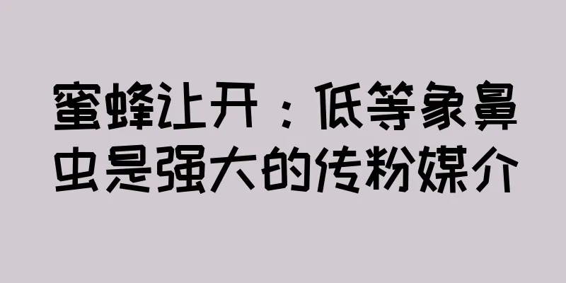 蜜蜂让开：低等象鼻虫是强大的传粉媒介
