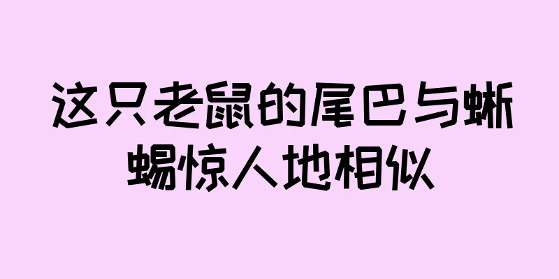 这只老鼠的尾巴与蜥蜴惊人地相似