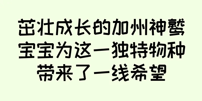 茁壮成长的加州神鹫宝宝为这一独特物种带来了一线希望