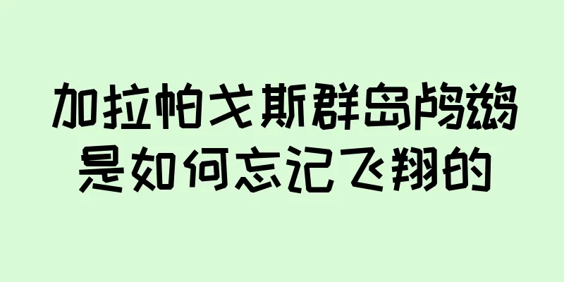 加拉帕戈斯群岛鸬鹚是如何忘记飞翔的