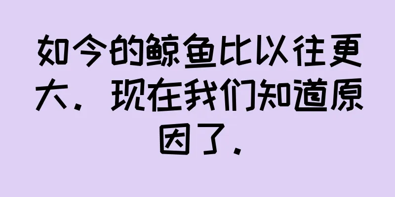 如今的鲸鱼比以往更大。现在我们知道原因了。