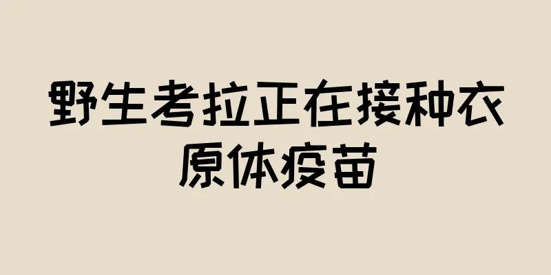 野生考拉正在接种衣原体疫苗