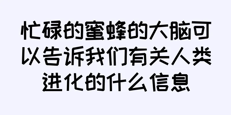 忙碌的蜜蜂的大脑可以告诉我们有关人类进化的什么信息