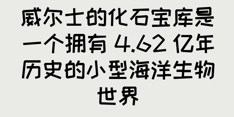威尔士的化石宝库是一个拥有 4.62 亿年历史的小型海洋生物世界