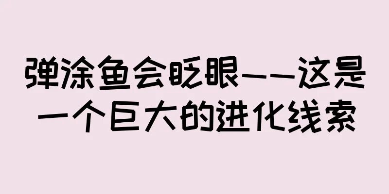 弹涂鱼会眨眼——这是一个巨大的进化线索